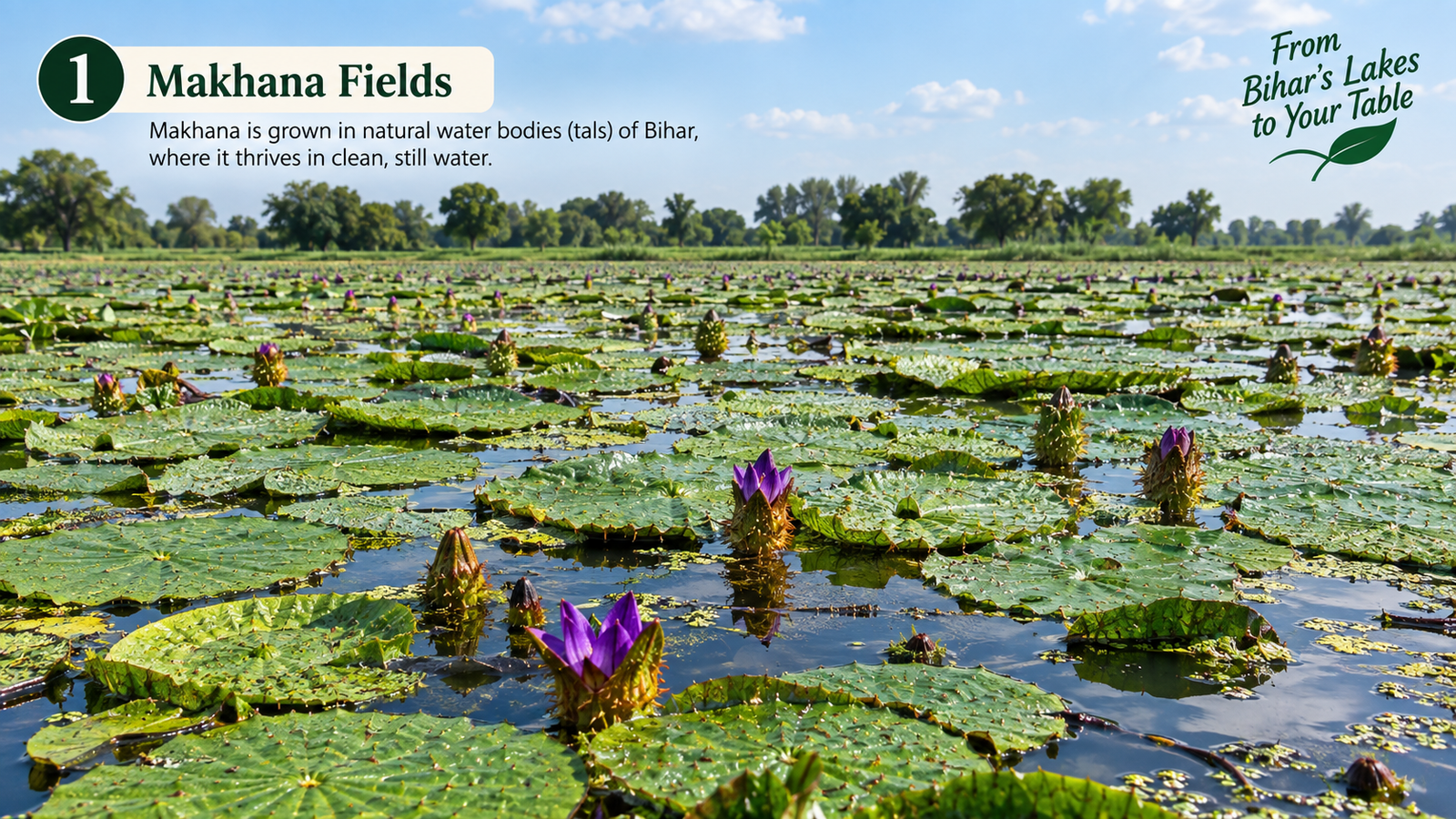 Makhana Fields