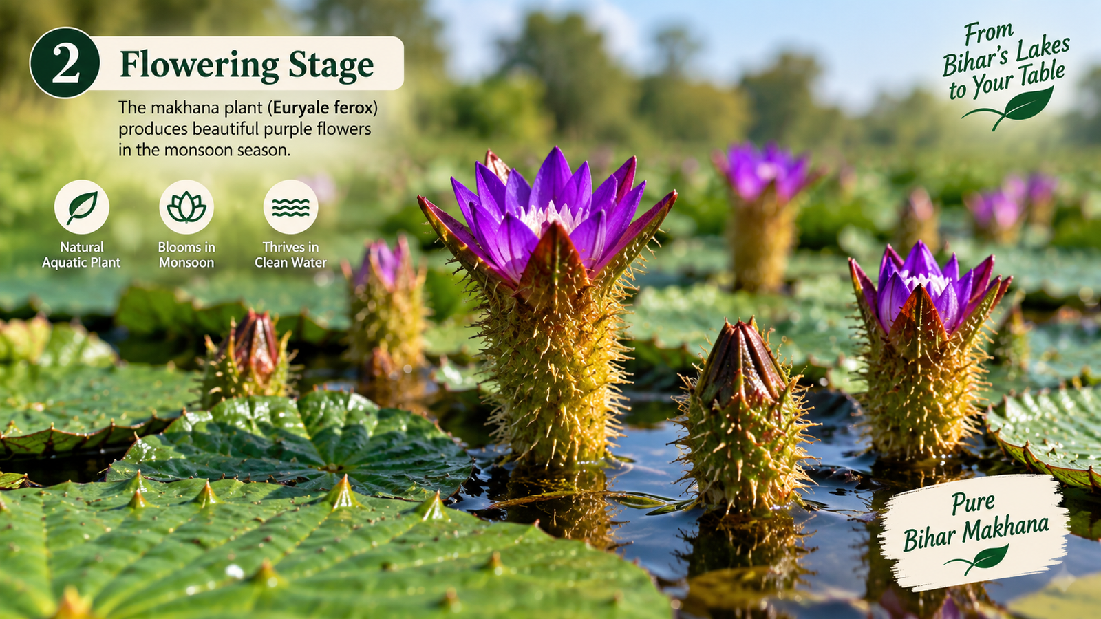 Flowering Stage